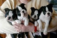 filhotes de Boston Terrier excelente