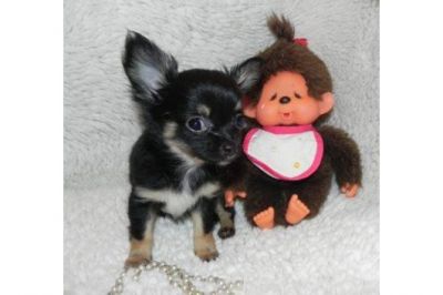 Chihuahua cachorros pronto para uma família amorosa