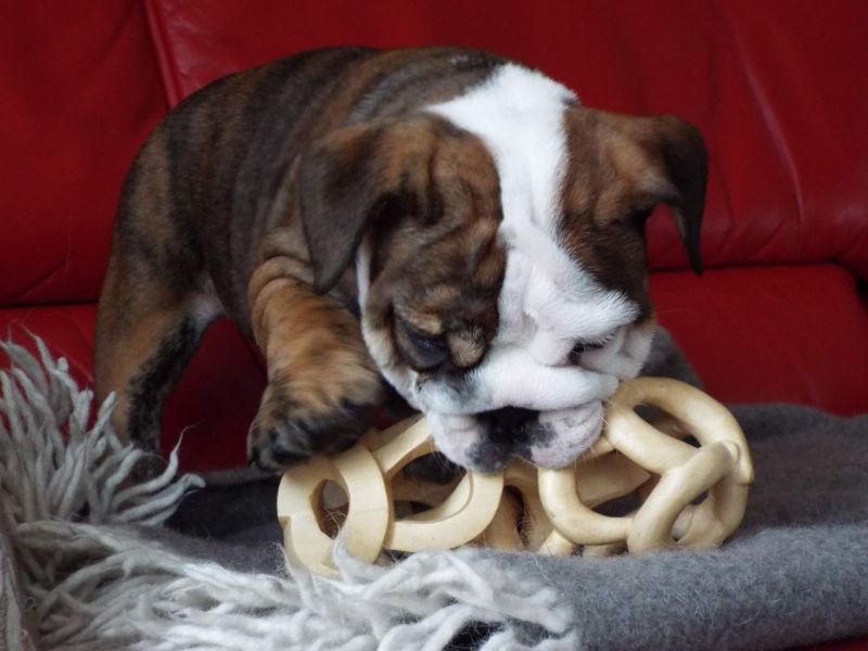 Inglês Bulldogs para adopção agora (lawsonm375@gmail.com)