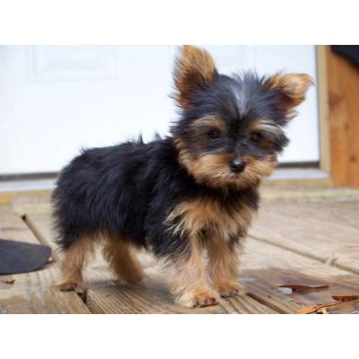 saudáveis ​​do sexo masculino e feminino Yorkshire Terrier filhotes