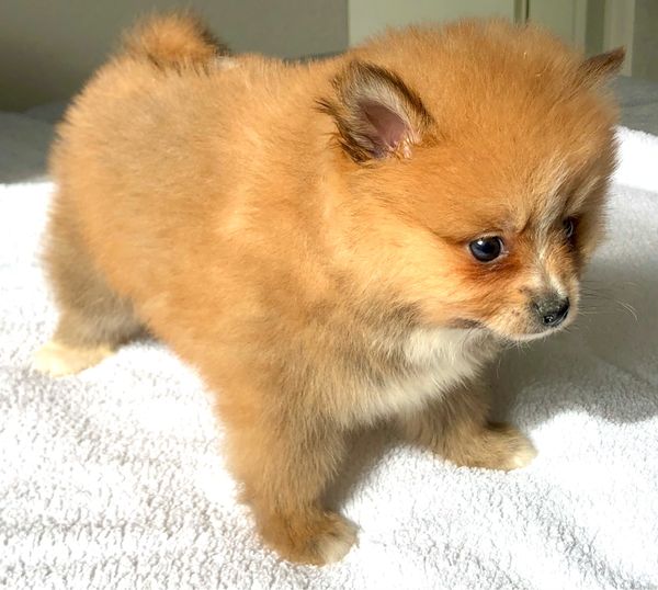 Filhote de cachorro Pomerânia