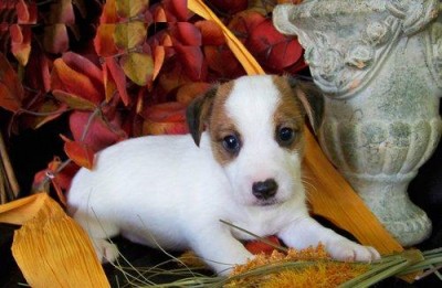 adoráveis ​​filhotes de Jack Russell para adoção