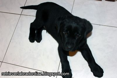 Retriever Labrador, Macho (Videos e Fotos)