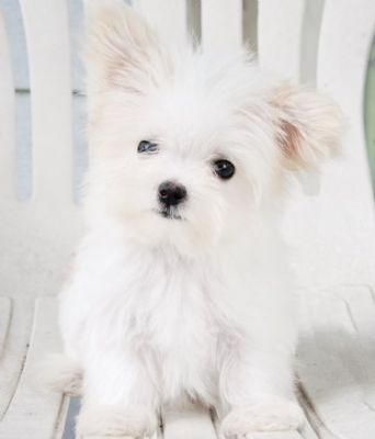 filhotes maltês disponíveis