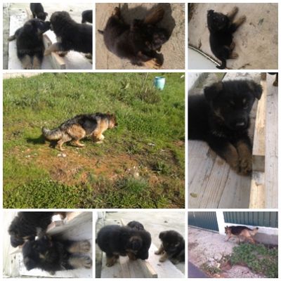 PASTOR ALEMAO DE QUALIDADE - 967888237