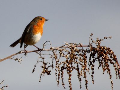 Vendo Pisco-de-Peito-Ruivo (Erithacus rubecula) anilhado nascido em cativeiro