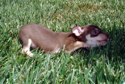 CHIHUAHUAS VÁRIAS CORES PELO CURTO OU COMPRIDO