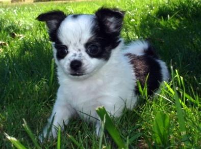 CHIHUAHUAS VÁRIAS CORES PELO CURTO OU COMPRIDO