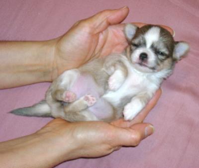 CHIHUAHUAS VÁRIAS CORES PELO CURTO OU COMPRIDO