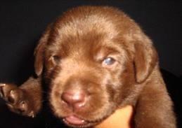 RETRIEVER DO LABRADOR "CHOCOLATE""PRETOS E BEJES"
