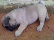 perfeito treinados filhotes de pug para adopção