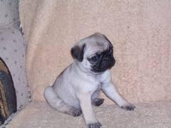 filhotes de pug perfeito para uma casa de animais de estimação para cuidar do amor e cuidado. Listen
