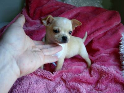 FILHOTES DE CHIHUAHUA  PARA ADOPCAO