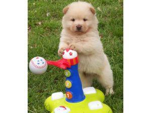 chow chow fêmea doce e adorável cachorrinho procura um lar bom e amoroso,