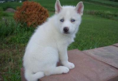 Meu cachorro está à procura de um novo lar