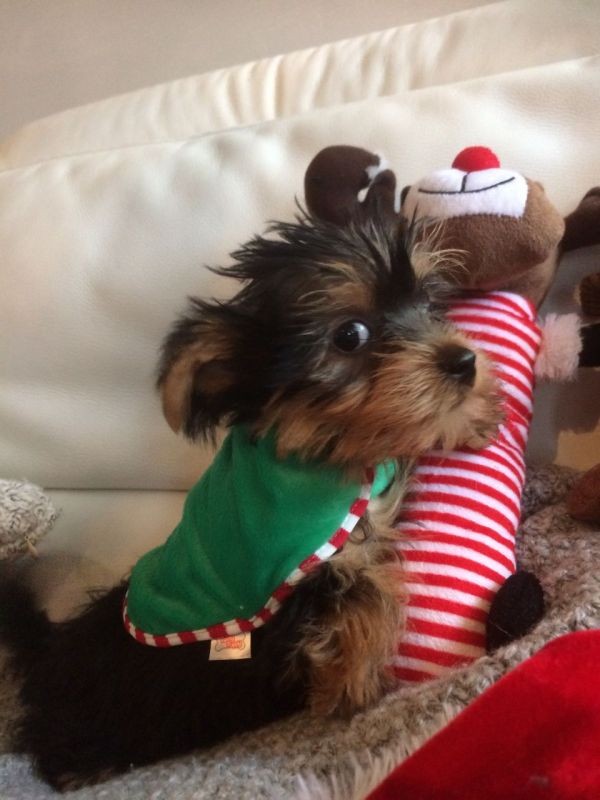 Filhotes de Yorkshire Terrier surpreendentes