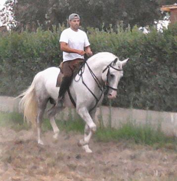 cavalo psl ferro PINTO BARREIROS 