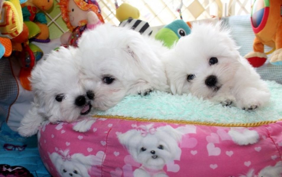 Filhotes de Maltês agradáveis e saudáveis disponíveis