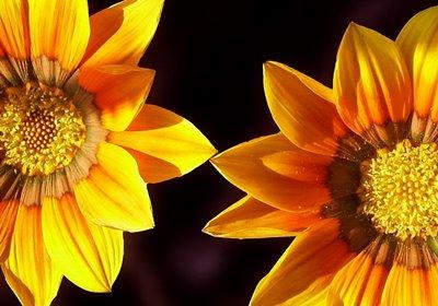 Serviços de Geriatria - Companheiros de Jornada