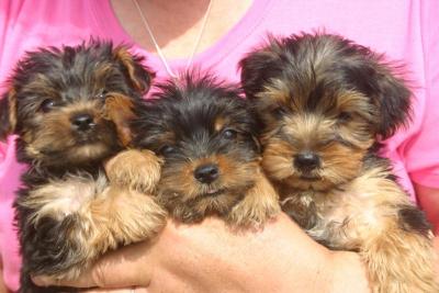 3 cachorros yorkshire terrier adorável disponível.