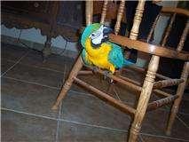 arara azul e ouro pronto para se mover para um novo lar