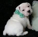 Bonito e saudável, feliz filhotes Bulldog