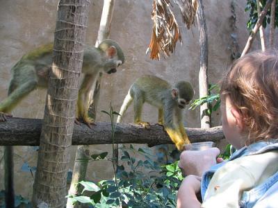 esquilos macacos-prego, sagüi macacos e chimpanzés para adopção