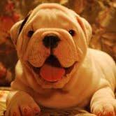 Mão Levantada Inglês bulldog cachorros para realojamento.