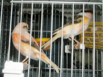 TENHO PARA VENDA OUTRAS RAÇAS ..........