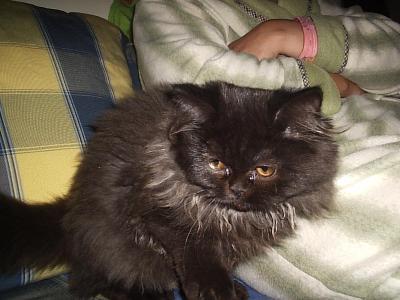 Gatinha persa preta só 150 euros