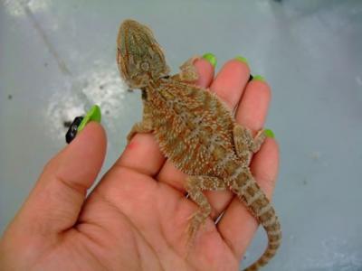 Dragoes barbudos hypo desde 49 eur