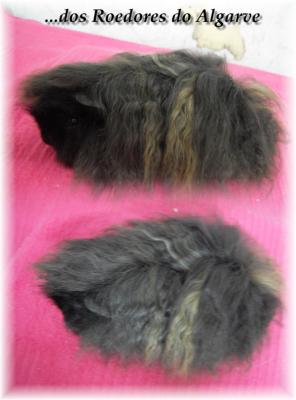 Porquinhos da ìndia e Chinchilas