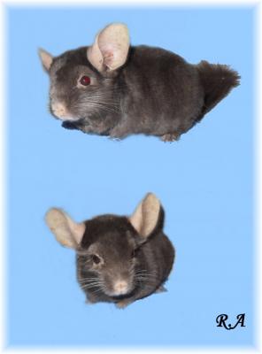 Porquinhos da ìndia e Chinchilas