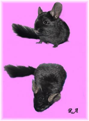 Porquinhos da ìndia e Chinchilas