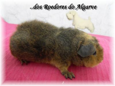 Porquinhos da ìndia e Chinchilas