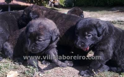 Cão de castro Laboreiro (Ninhadas / Cachorros)