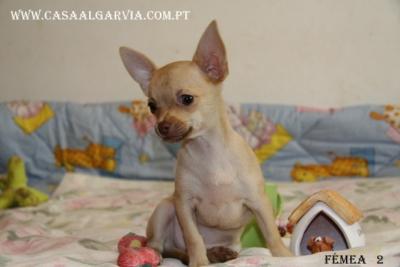Chihuahua , de pelo curto