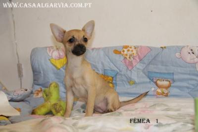 Chihuahua , de pelo curto