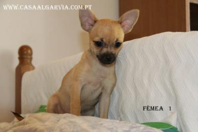 Chihuahua , de pelo curto