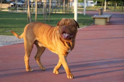 Dogue de Bordeus, macho