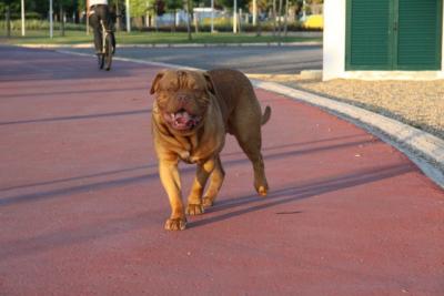 Dogue de Bordeus, macho
