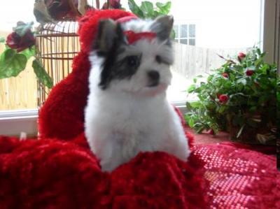 Branco lindo yorkie cachorros disponíveis