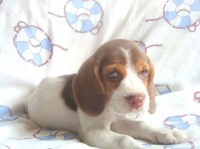 Beagle, filhote, fêmea perfeito e belo