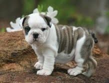Adoráveis cachorros Bulldog Inglês