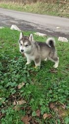 Vendo filhotes de Malamute do Alasca KC