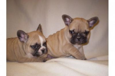  Homepage  > Compra Venda > Animais > Cachorros > buldogue francês puro-sangue pronto pa