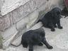 Filhotes de Labrador preto registrado