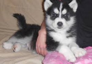 Filhotes de Husky Siberiano