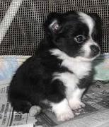 Lindo chihuahua cachorros para o Natal