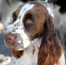 Cabeleireira de Animais - tosquias, grooming, stripping, banhos...